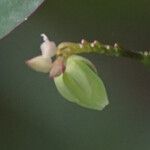 Oxalis barrelieri Fruit