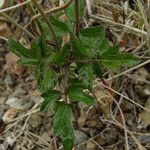 Clematis lasiantha Hábito