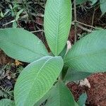 Psychotria micrantha ഇല