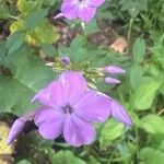 Phlox glaberrima ফুল