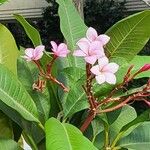 Plumeria rubraЦветок