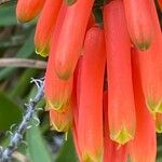 Aloe ciliaris Kukka