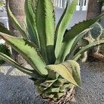 Agave shaferi Blad