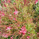 Gaura lindheimeri Kukka