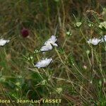 Lomelosia argentea പുഷ്പം