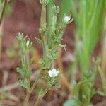 Legousia hybrida Sonstige