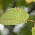 Ficus mauritiana List