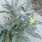 Astragalus alopecuroides Leaf