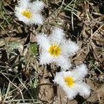 Nymphoides indica Maua