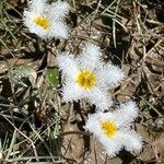 Nymphoides indica ফুল