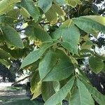 Carya ovata Blad