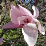Magnolia × soulangeana ᱵᱟᱦᱟ