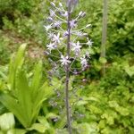 Scilla hyacinthoides Kwiat