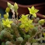 Sedum humifusum