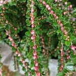 Cotoneaster nan-shan പുഷ്പം