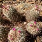 Mammillaria bombycina ᱥᱟᱠᱟᱢ