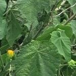 Abutilon grandifolium 花