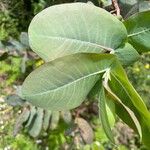 Eucalyptus nitens Likasa