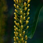 Lophanthera lactescens Flor