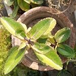 Kalanchoe pinnata Leaf