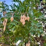 Dermatophyllum secundiflorum Fruit