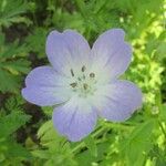 Nemophila phacelioides Цвят