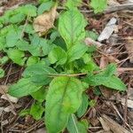 Penstemon smallii Leaf