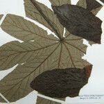 Cecropia granvilleana Otro