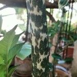 Amorphophallus konjac Bark
