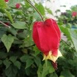 Abutilon megapotamicumBlodyn