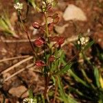 Lepidium nitidum Hàbitat