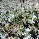 Arenaria aggregata Fleur