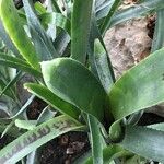 Aechmea nudicaulis Leaf