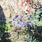 Salvia chamaedryoides Цвят