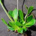 Arabis caerulea Blad