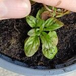 Epilobium tetragonum Leaf