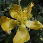 Abutilon exstipulare Flower