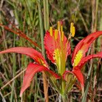 Lilium catesbaei ফুল