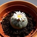 Lophophora williamsii Flor