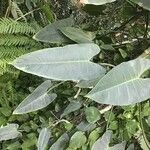 Philodendron hastatum Hoja