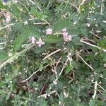 Lippia alba Foglia