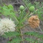 Leucaena leucocephalaLorea