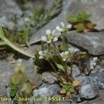 Saxifraga adscendens Habit