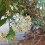 Syzygium guineense फूल