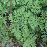 Dicentra formosa 葉