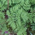 Dicentra formosa Hoja