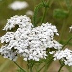 Achillea millefoliumКветка