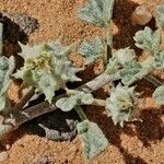 Neurada procumbens Fruit