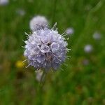 Succisella inflexa Flower