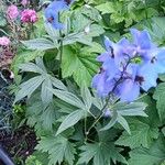 Delphinium elatum Flower